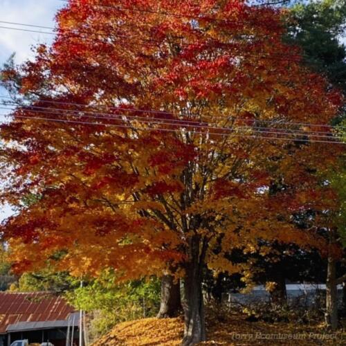 006 The autumn leaves in Yubari