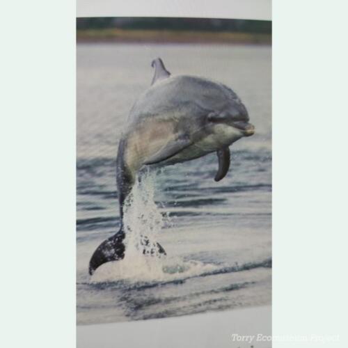 008 Aberdeen Bay dolphins